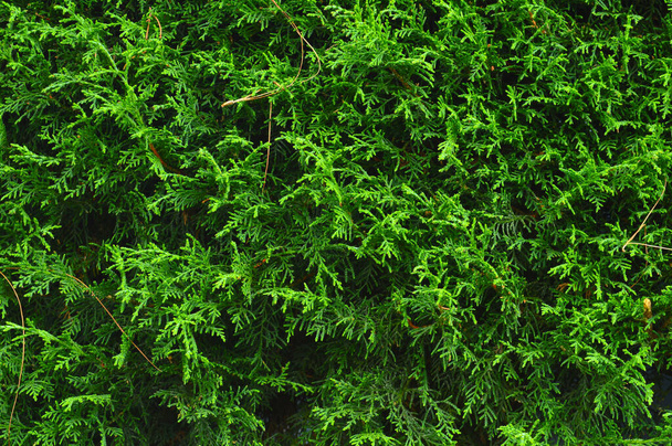 background pattern formed by plants - Photo, Image