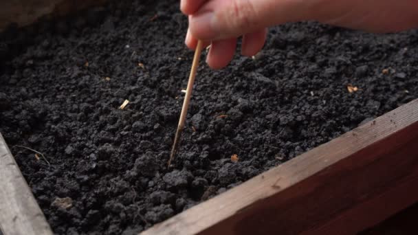 σπορά σπόρων τομάτας για σπορόφυτα σε έδαφος σε ξύλινο κουτί στο σπίτι - Πλάνα, βίντεο