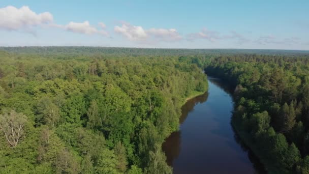 Paesaggio della natura - il fiume si estende tra la foresta di conifere - Filmati, video