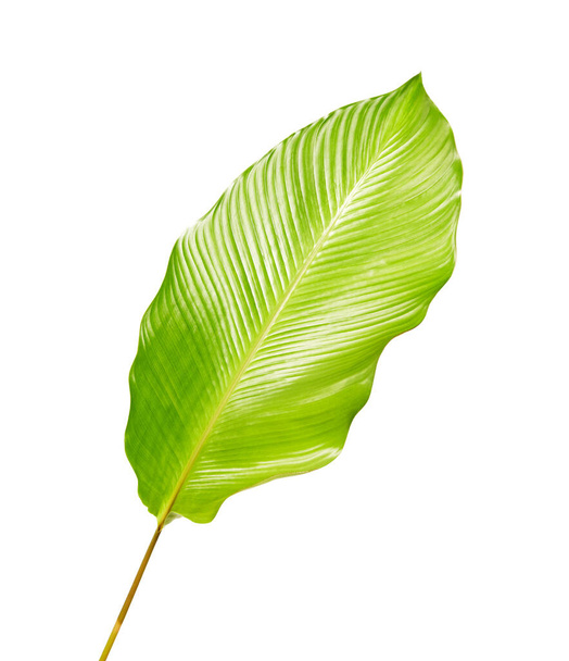 Listoví Calatea, Exotický tropický list, Velký zelený list, izolovaný na bílém pozadí s oříznutou pěšinou - Fotografie, Obrázek