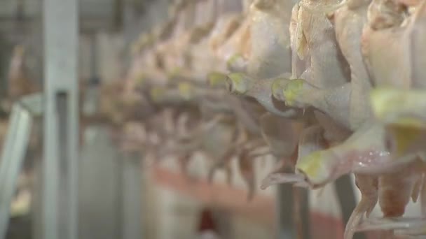 Baromfifeldolgozó ipar. Nyers csirkehústermelő sor. - Felvétel, videó