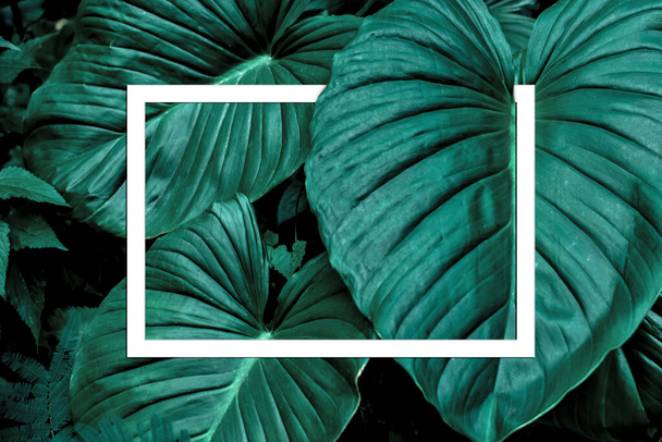 Monstera Deliciosa Pertusum Exotic Leaves Frame A Blank White Sheet Of Paper With Space For Text Or Logo. Minimal Flat Lay Design Layout - 写真・画像