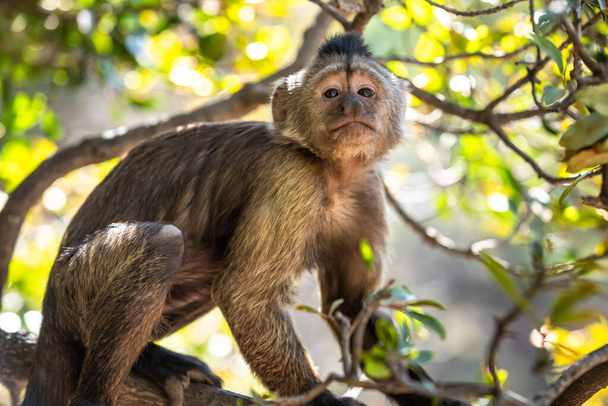 Wilde Affen im Dschungel. Südafrika, Afrika. - Foto, Bild
