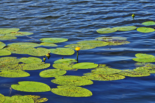 Lírio aquático florescente. Floração Lírio de água amarelo no rio Dnieper. Nuphar Luteum. - Foto, Imagem