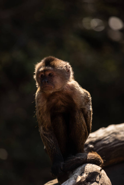 Άγρια μαϊμού στη ζούγκλα. Νότια Αφρική, Αφρική. - Φωτογραφία, εικόνα
