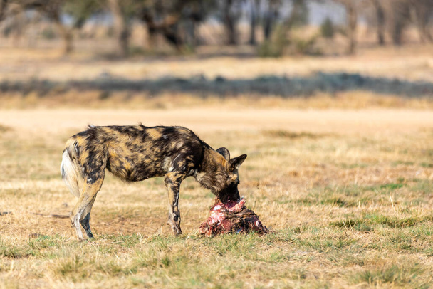 Afrika yaban köpeği yiyor. Lycaon pictus, Güney Afrika. - Fotoğraf, Görsel