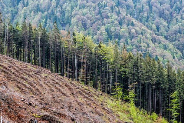 Logging em Little Fatra montanhas, República Eslovaca. Tema do desmatamento. Cena natural sazonal
. - Foto, Imagem