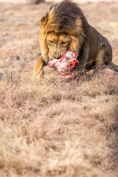Homme Lion Eating, Savane en Afrique du Sud. - Photo, image