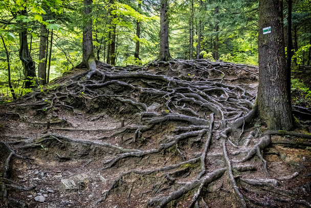 Racines d'arbres dans la forêt, petites montagnes Fatra, République slovaque. Scène du printemps. Thème randonnée pédestre. - Photo, image