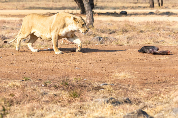 Az oroszlán megeszi a vacsoráját. Dél-Afrika. Afrika. - Fotó, kép