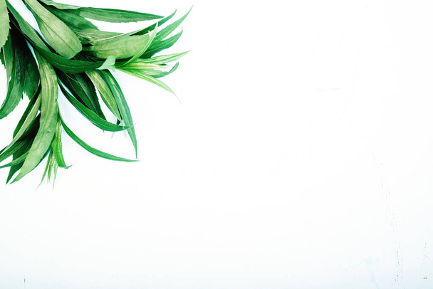 Green leafs on white background - Foto, afbeelding