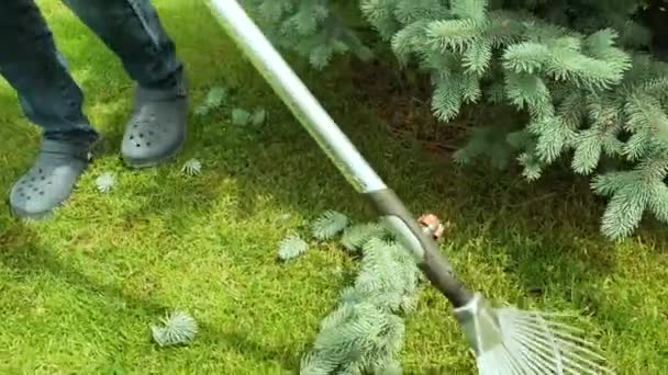 Processo di rapina. Giardiniere rastrello rami di abete rosso dopo la tosatura di un albero di conifera blu e pino.  - Filmati, video