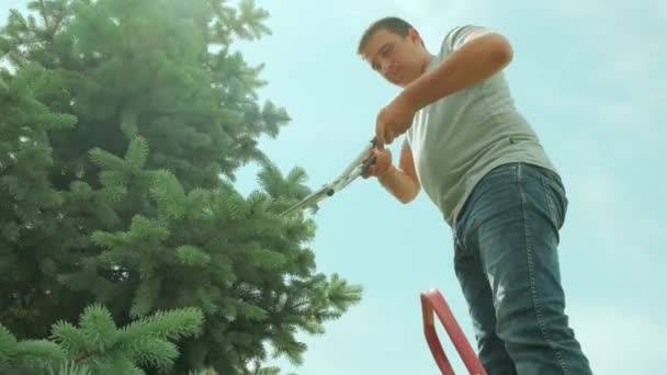 Um jardineiro cortando o pinheiro com tesouras em pé em uma escada no jardim de verão
 - Filmagem, Vídeo
