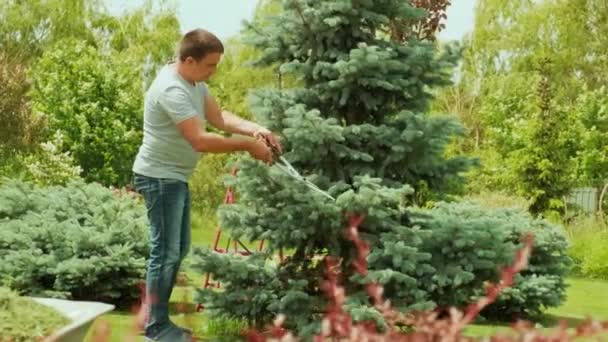 Ένας κηπουρός κόβει το πεύκο με ψαλίδι στέκεται σε μια σκάλα στον καλοκαιρινό κήπο - Πλάνα, βίντεο