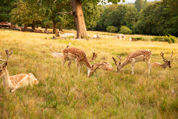 Ryhmä punaisia täplikkäitä peuroja Richmondin puistossa, Lontoossa
. - Valokuva, kuva