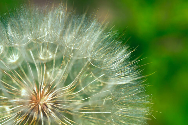 Macro photo of a fluffy dandelion. Seeds close up. Natural plant texture, colorfull background - Photo, Image