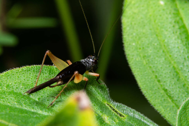 Macro grasshopper on the leaves - Photo, Image