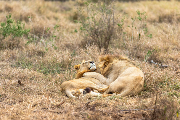 Leijona ja Panthera Leo. Rakkautta on ilmassa. Afrikka. - Valokuva, kuva