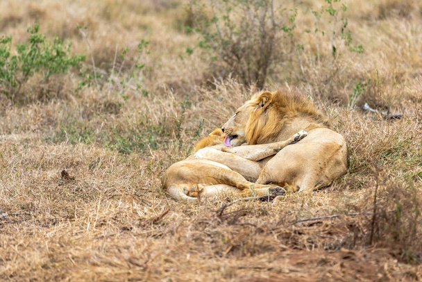Лев и пантера лео. Любовь витает в воздухе. Африка
. - Фото, изображение