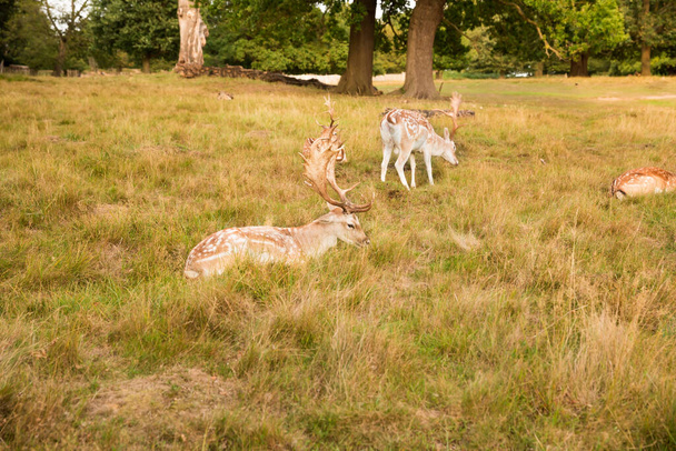 Skupina jelenů s červenými skvrnami v Richmond Parku, Londýn. - Fotografie, Obrázek