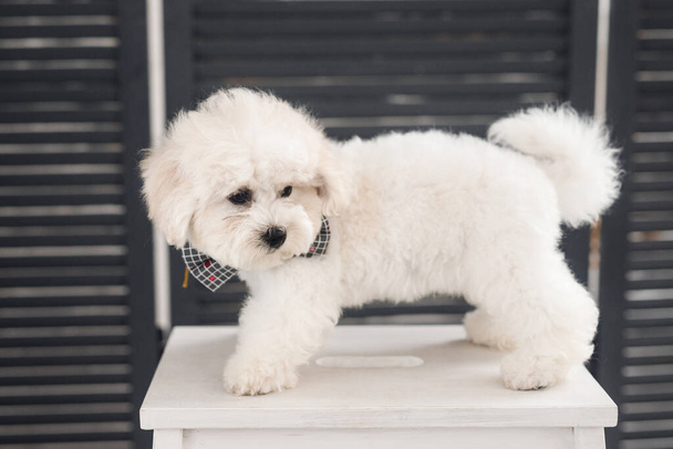 A Bichon Frize stands in a rack. White dog on white chair muzzle in camera - Foto, Imagem