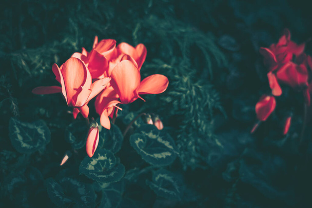 Close up of Cyclamen persicum in vintage style - Photo, image