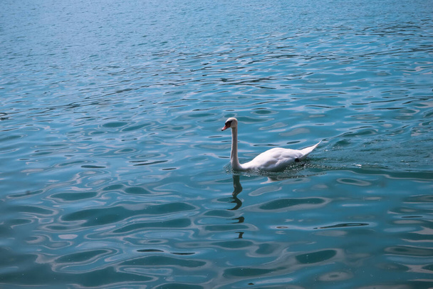 beautiful white swan on lake Zurich in Switzerland, on sunny day close up - Foto, afbeelding