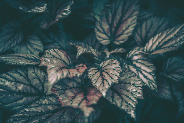 Green leaves pattern; Nature background; vintage style - Zdjęcie, obraz