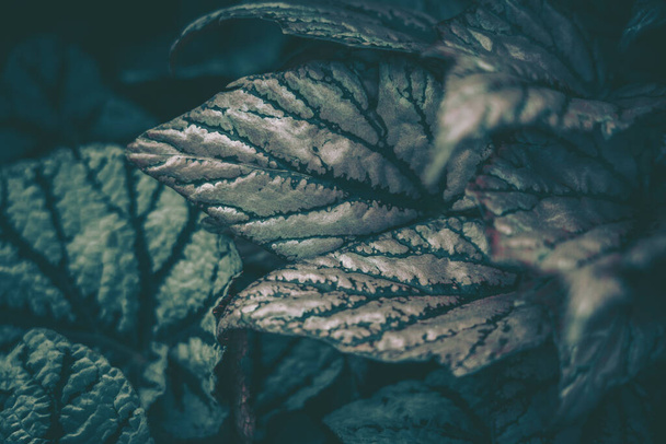 Green leaves pattern; Nature background; vintage style - Foto, Imagem