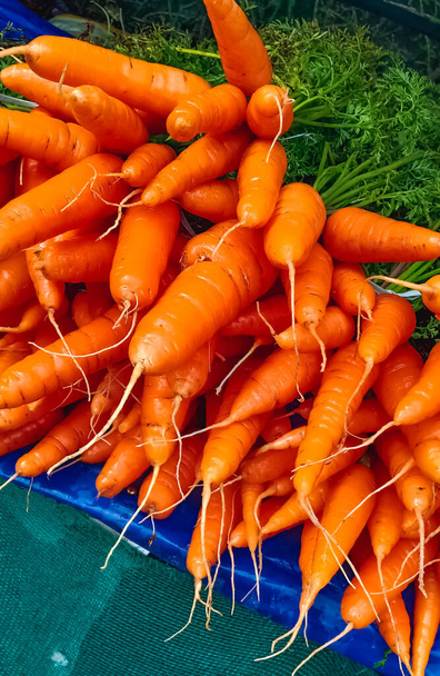 Carota fresca e dolce in vendita.Mazzi di carote arancioni colorate con cime verdi tenute insieme con elastici. Focus selettivo con spazio per il testo - Foto, immagini