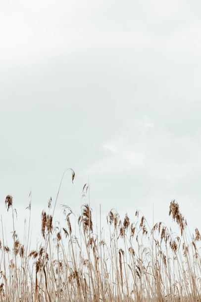 Closeup of reed stalks against the blue sky. Minimal nature background. - Zdjęcie, obraz