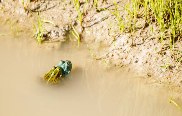 δύο πράσινα βατράχια συνουσιάζονται σε μια λίμνη την ηλιόλουστη καλοκαιρινή μέρα - Φωτογραφία, εικόνα