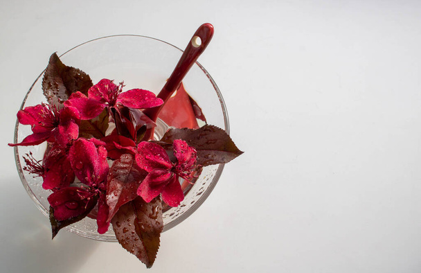 Фиолетовые, красные цветы цветущего сорта яблони Malus Royalty pendula в стакане воды. Весенний сезон. Апрель, может расцвести яблоня
 - Фото, изображение