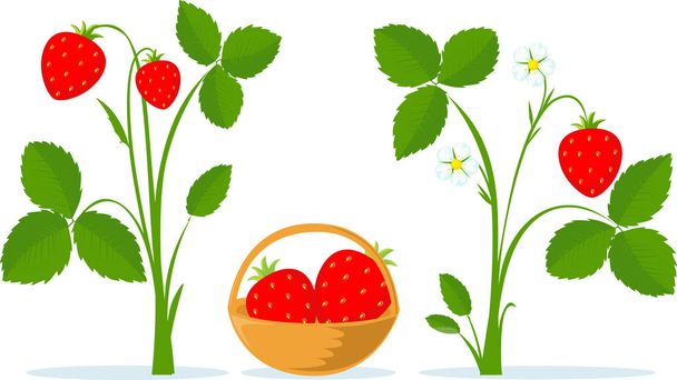 Strawberry Fruit, Leaves and Flower Flat Vector Illustration  - Vektor, Bild