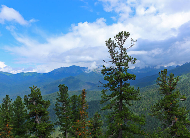Malownicze góry Sayan w lecie. Krajobraz z błękitnym niebem nad pasmem górskim Ergaki i lasem cedrowym syberyjskim - Zdjęcie, obraz