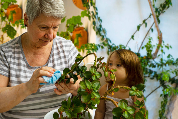 Mujer anciana fascinada y niña cuidan de las plantas domésticas. La abuela y la nieta lavan la planta de interior
. - Foto, Imagen