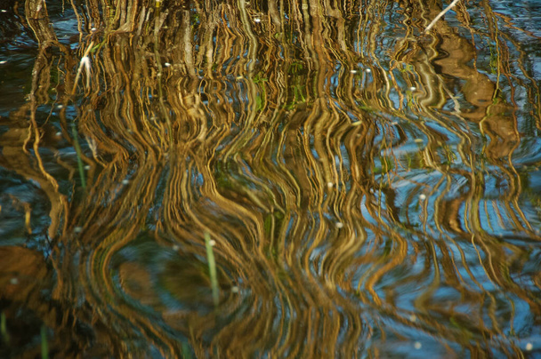 Het effect van reflectie. De stengels van riet worden weerspiegeld op het golvende water. - Foto, afbeelding
