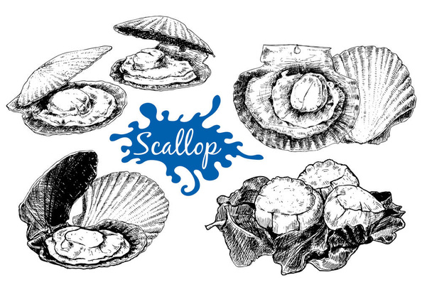 Seafood, vector, set, Squid, oysters , cancer, octopus small, mackerel, scallops, Illustration, vintage,Templates, design, sea, shops, restaurants, markets. Hand, drawn, ink, sketch - Vector, Image
