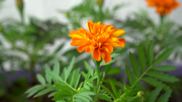 sezónní prodej sazenic. květináče v květináčích. Tagety Durango Tangerine se používají v dekorativní květinářství - Záběry, video