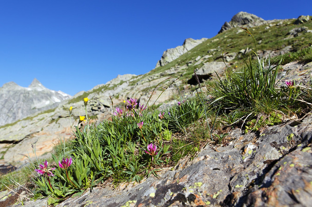 Mountain flowers - Φωτογραφία, εικόνα