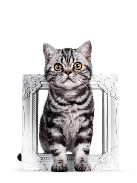 Dulce plata tabby británico taquigrafía gato gatito, de pie a través de blanco foto marco. Mirando hacia la cámara con ojos grandes. Aislado sobre fondo blanco
. - Foto, Imagen