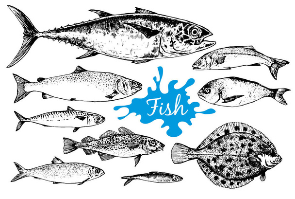 Collection de fruits de mer dessinés à la main avec des poissons - Vecteur, image