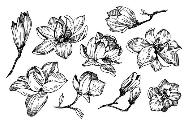 Magnolia flowers in engraving style - Vektör, Görsel
