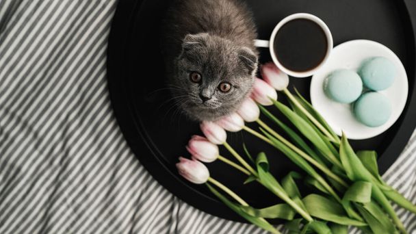 Vista dall'alto di Little Scottish Fold Cat seduto sul vassoio con macaron francesi e tulipani freschi con tazza di caffè sul letto
 - Foto, immagini