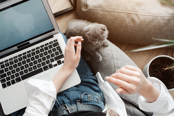 Young Adult Girl Working at Laptop from Home and Plays with Her Little Scottish Fold Cat, Concept of Remote Work, Freelance - Photo, Image