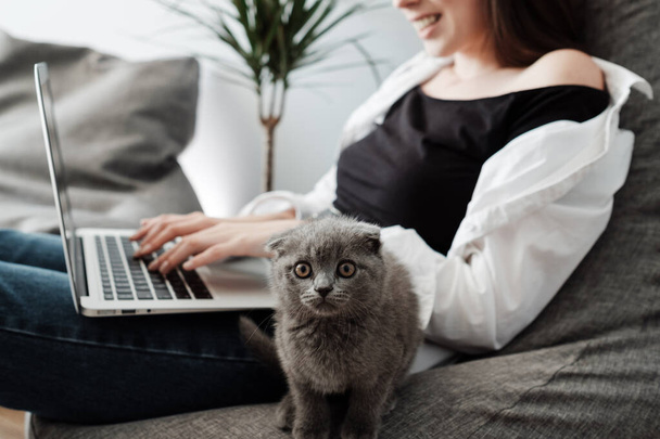 Giovane ragazza adulta che lavora al computer portatile da casa e gioca con il suo piccolo gatto popolare scozzese, concetto di lavoro a distanza, freelance - Foto, immagini