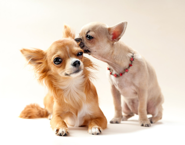 δυο φιλιά Τσιουάουα κουτάβια - Φωτογραφία, εικόνα