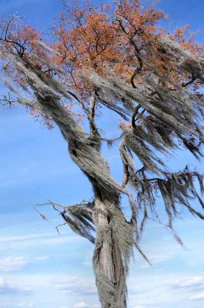 Moss español llenó el árbol soplando viento
 - Foto, imagen