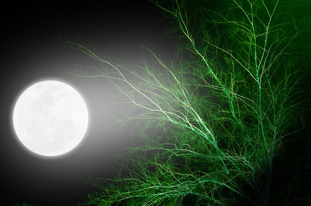 Luna piena che brilla sulla cima dell'albero
 - Foto, immagini