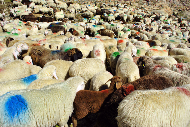 schapen in de bergen - Foto, afbeelding